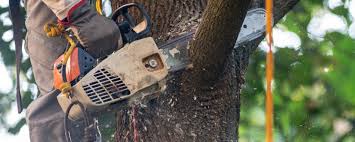 Best Residential Tree Removal  in Kent, WA