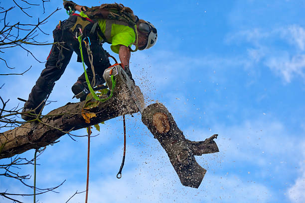 Best Hedge Trimming  in Kent, WA